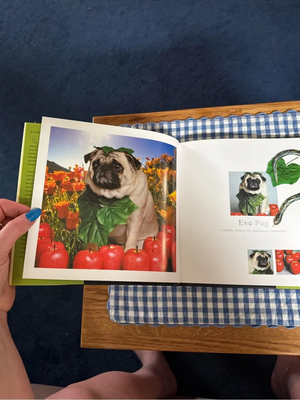 Fabulous Pugs by Lisa Knapp (2006, Hardcover)